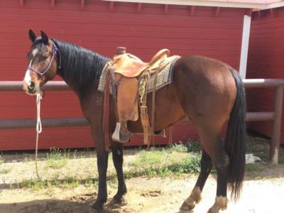 Paddys Gin Riddle JW<br>AQHA 5608169